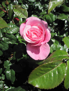 Preview: Edelrose Wildberry 1